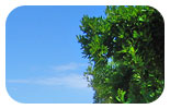 Baum in Istrien